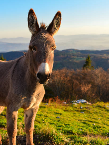 Beautiful Brown Donkey Portraitvertical Photo Stock Photo - Download Image  Now - Agricultural Field, Animal, Animal Body Part - iStock