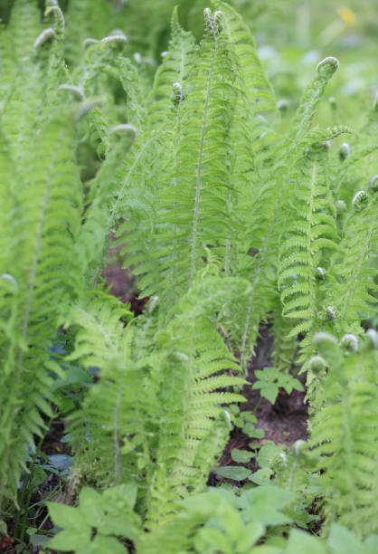 istock green fern at day 1140719771