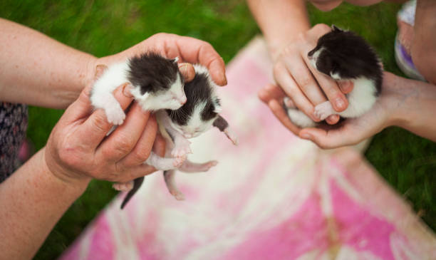 istock newborn baby cat 1140723417