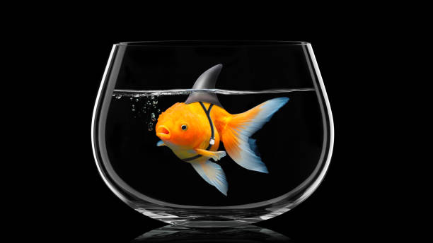 Goldfish with shark fin swim in fish bowl, Gold fish in black water . Mixed media Goldfish with shark fin swim in fish bowl, Gold fish in black water . Mixed media shark photos stock pictures, royalty-free photos & images