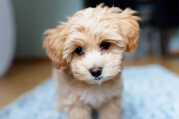 istock Maltipoo Puppy 1140724133
