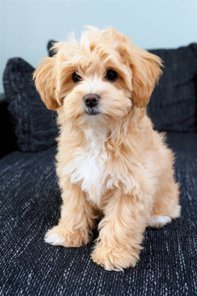 istock Maltipoo Puppy 1140724215
