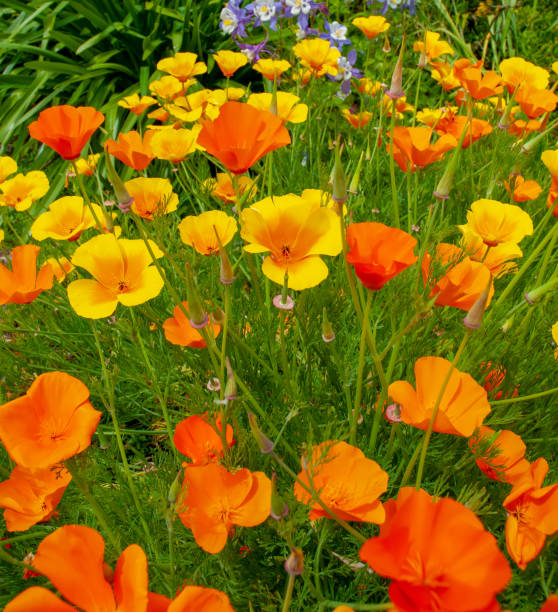 california złote maki słoneczny dzień wiosny - poppy field flower california golden poppy zdjęcia i obrazy z banku zdjęć