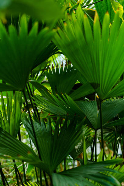 istock Green leaves texture. Fresh spring tropical leaves background 1140726538
