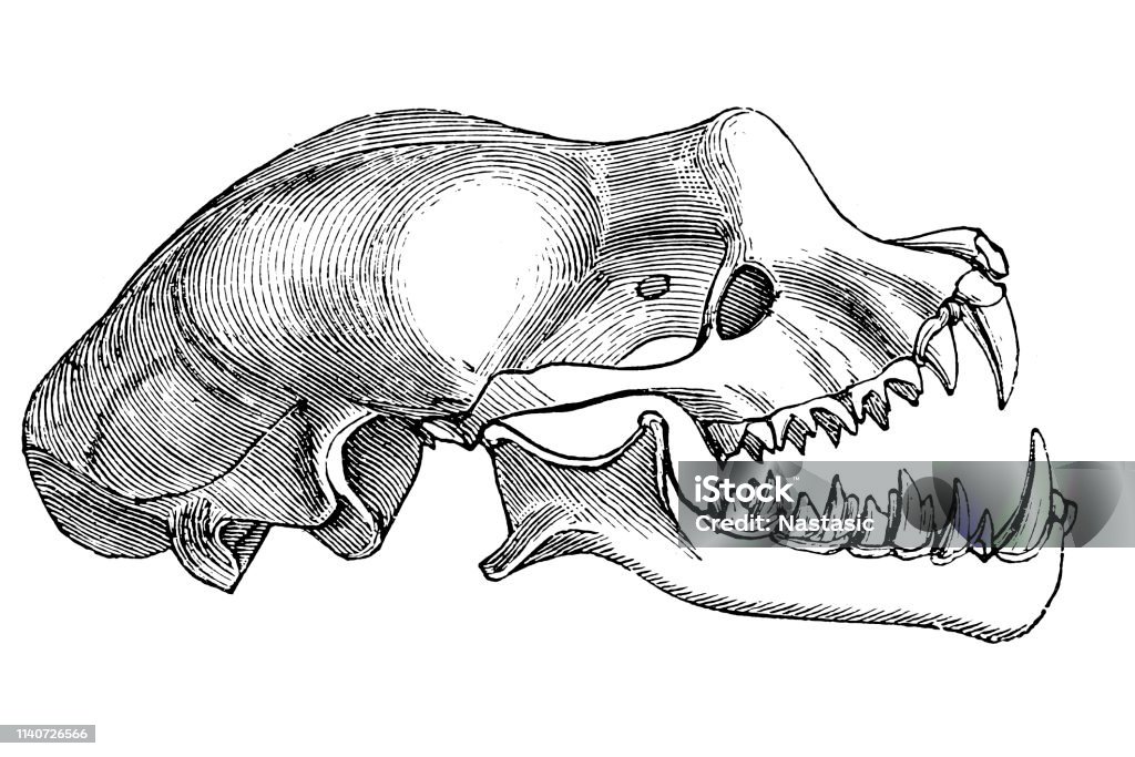 Greater horseshoe bat( Rhinolophus ferrumequinum) skull, enlarged Illustration of a Greater horseshoe bat( Rhinolophus ferrumequinum) skull, enlarged Animal Skeleton stock illustration