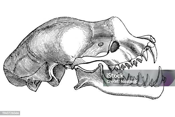 Greater Horseshoe Bat Skull Enlarged Stock Illustration - Download Image Now