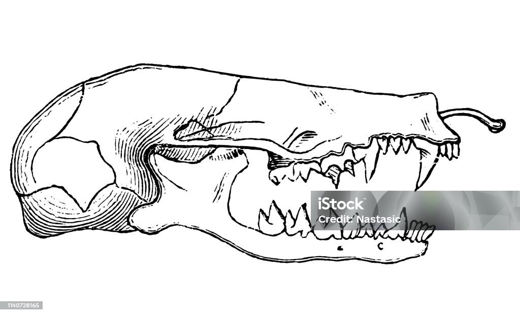 Mole Skull Illustration of a Mole Skull Fang stock illustration