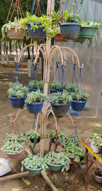 istock Spring flowers show at Gurgaon 1140734460