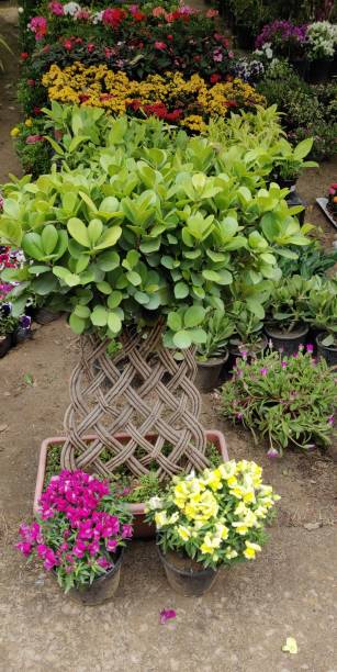 Spring flowers show at Gurgaon