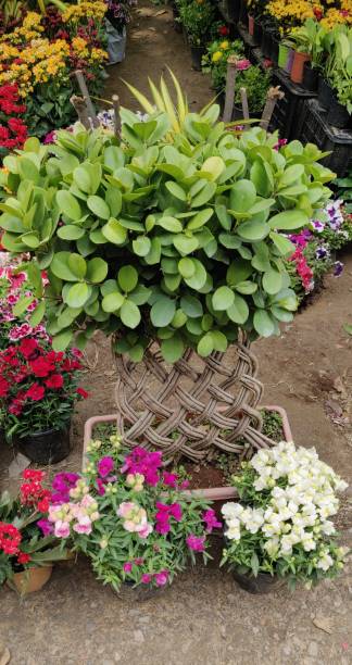 istock Spring flowers show at Gurgaon 1140735788