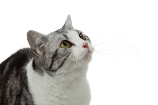 istock American Shorthair 1140742119