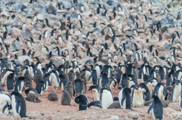 istock Adelie Penguins on Paulet Island 1140742131