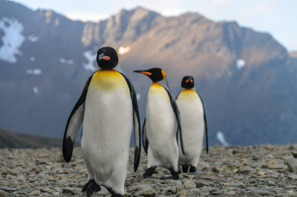 istock King Penguins at Fortuna Bay 1140742137