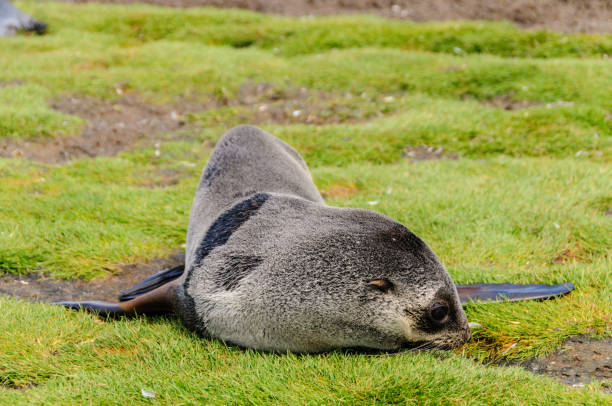 istock Fur Seals on Salisbury Plains, South Georgia 1140742146