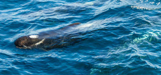 istock Long-Finned Pilot Whales in the Southern Atlantic Ocean 1140742173