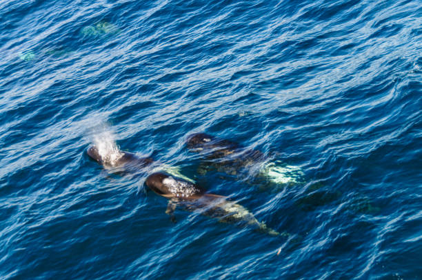 istock Long-Finned Pilot Whales in the Southern Atlantic Ocean 1140742187