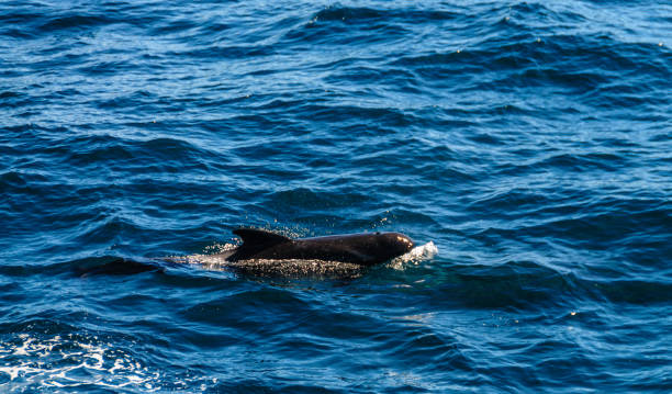 istock Long-Finned Pilot Whales in the Southern Atlantic Ocean 1140742188