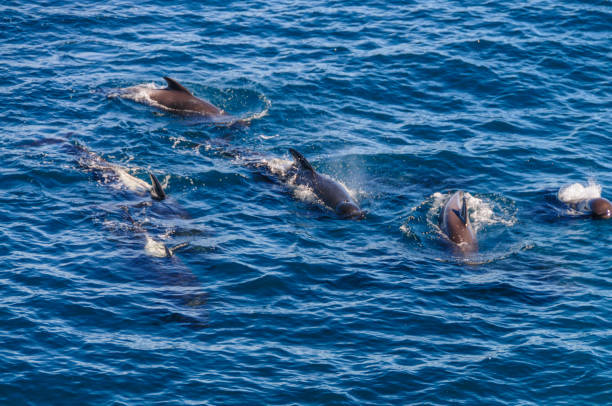 istock Long-Finned Pilot Whales in the Southern Atlantic Ocean 1140742191