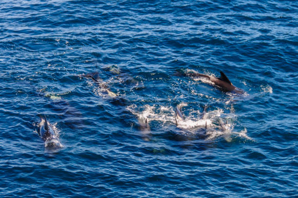 istock Long-Finned Pilot Whales in the Southern Atlantic Ocean 1140742193