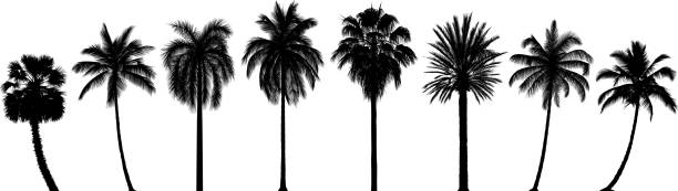 hochdetaillierte palmbäume - tropischer baum stock-grafiken, -clipart, -cartoons und -symbole