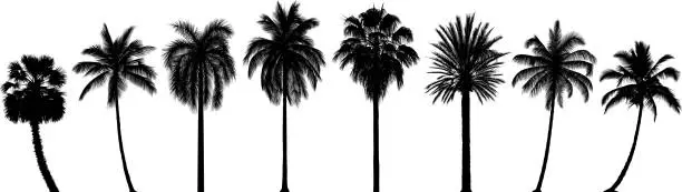 Vector illustration of Highly Detailed Palm Trees