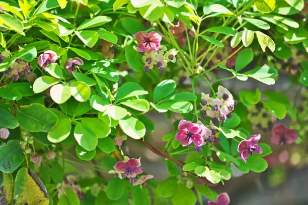 Akebia quinata
Akebi Flower