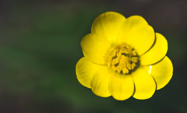 istock Yellow blooming buttercup on a sunny spring forest glade 1140743563
