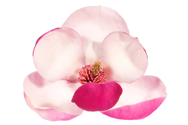 白い背景に孤立したピンクのマグノリアの単一の花、クローズアップ。 - magnolia flower single flower white ストックフォトと画像