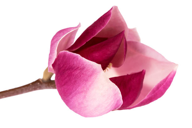 白い背景に孤立したピンクのマグノリアの単一の花、クローズアップ。 - magnolia flower single flower white ストックフォトと画像
