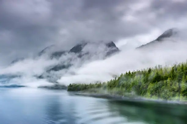 Heavy mist over a fjord shoreline forest area.