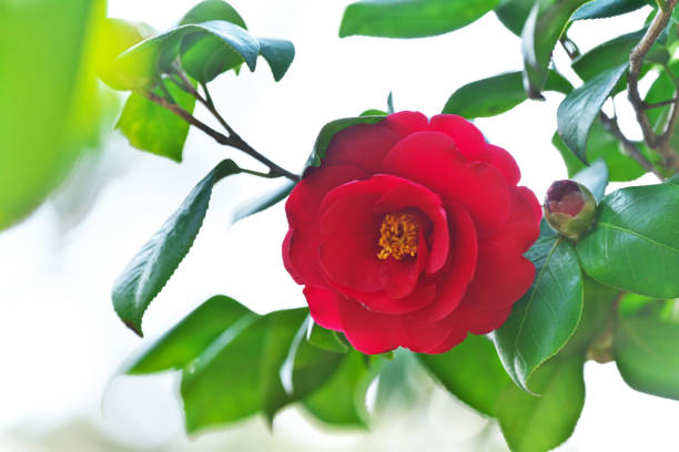 istock Camellia japonica 1140746456