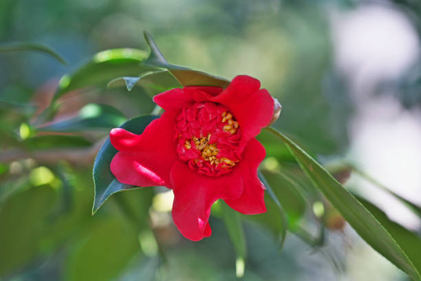 istock Camellia japonica 1140746503