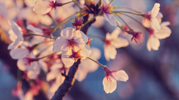 istock Beautiful white apple tree flowers in delicate warm sunlight 1140748263