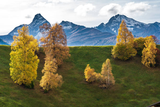 automne à davos grisons suisse, arbres de couleur jaune - graubunden canton mountain travel valley photos et images de collection
