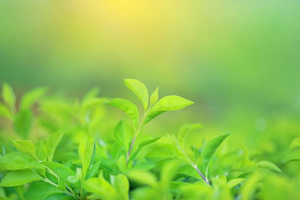 istock Fresh green tree leaf on blurred background in the summer garden with rays of sunlight. Close-up nature leaves in field for use in web design or wallpaper. 1140749664