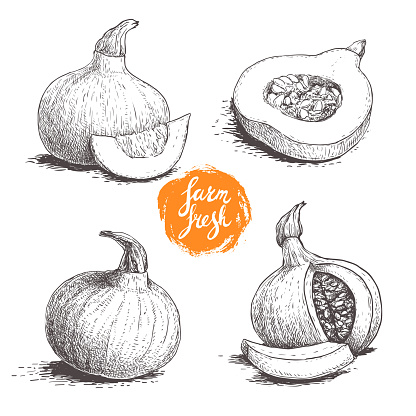Hokkaido pumpkins set. Sketch style hand drawn vector illustration collection. Whole and cut pumpkins. Autumn food drawing. Best for package and posters.
