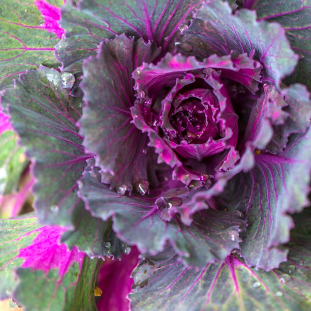 istock Colorful ornamental cabbage flower or kale planted 1140752306