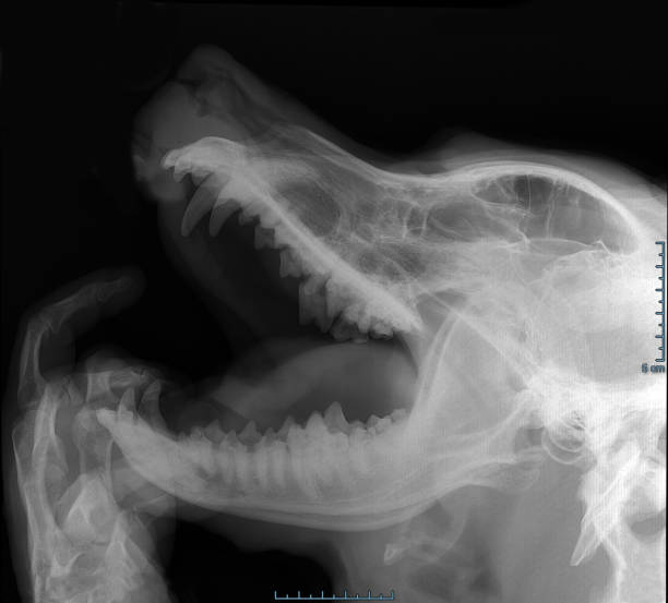 istock Dog head roentgen (labrador retriever) 1140752328