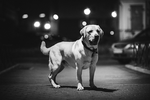 Monochrome portrait of cute golden labrador breed dog standing at sidewak in night. Looking at camera