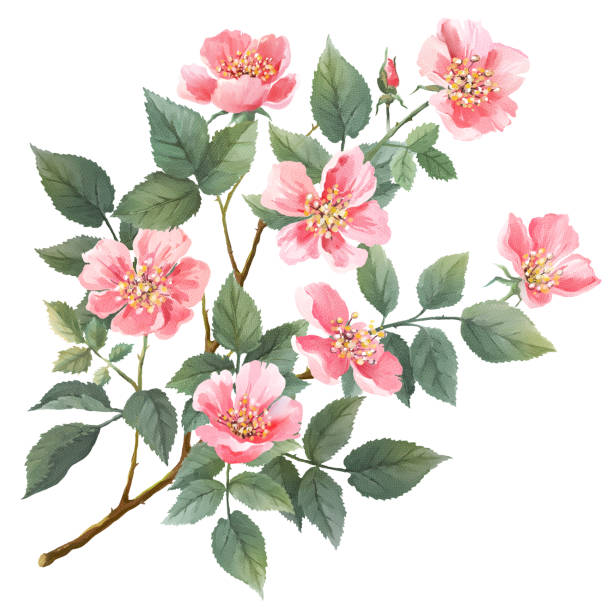 ilustrações, clipart, desenhos animados e ícones de aguarela selvagem das rosas. filial com flores, folhas - pink rose flower color image