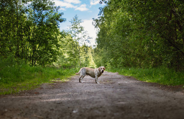 istock Golden Labrador walking in the spring park, natural light 1140753431