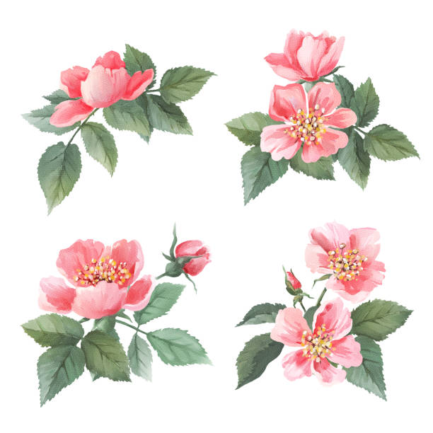 야생 장미 수채화 세트입니다. 꽃, 나뭇잎 - hawthorn flower old fashioned botany stock illustrations