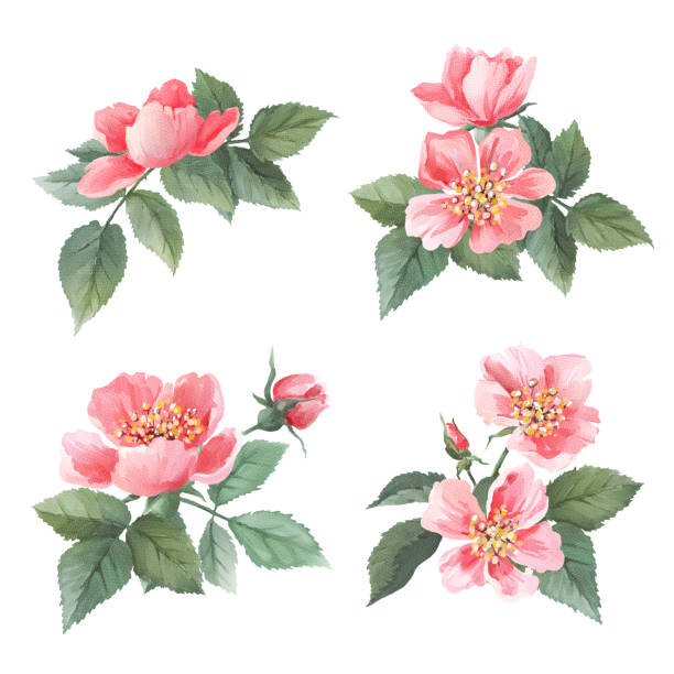 ilustrações de stock, clip art, desenhos animados e ícones de wild roses watercolor set. flowers, leaves - hawthorn flower single flower spring