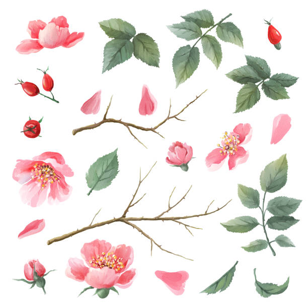 야생 장미 수채화 세트 - hawthorn flower old fashioned botany stock illustrations