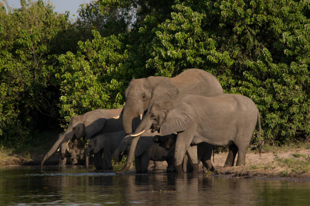 elephant herd drinking on the river bank. - 6206 imagens e fotografias de stock