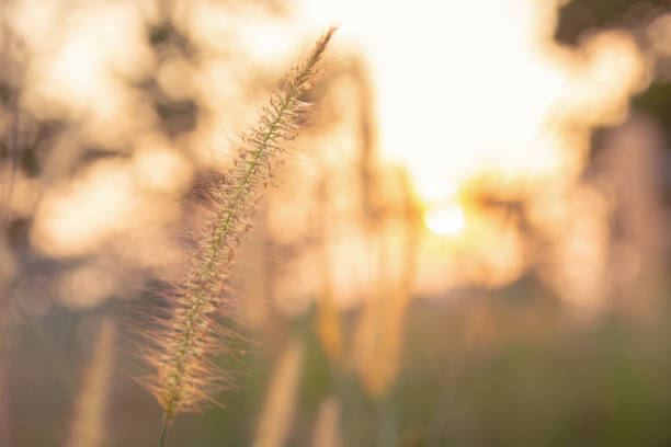 istock Desho grass, Pennisetum pedicellatum and sunlight from sunset 1140753809