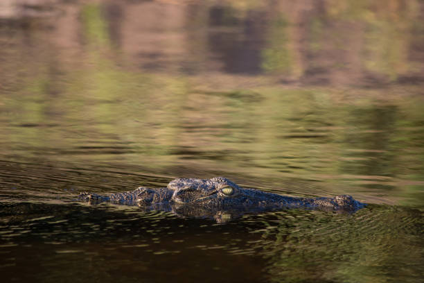 istock Crocodile head just showing in the river 1140753858