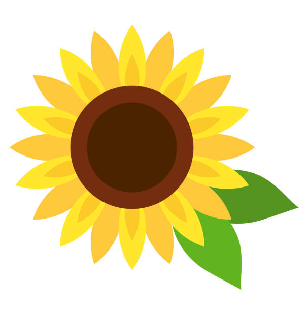 ikona aplikacji sunflower - clip art ilustracje stock illustrations