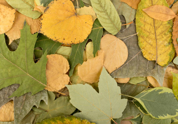 istock Flat Dried Leaves or Forest Floor in Camouflage Colors 1140756849