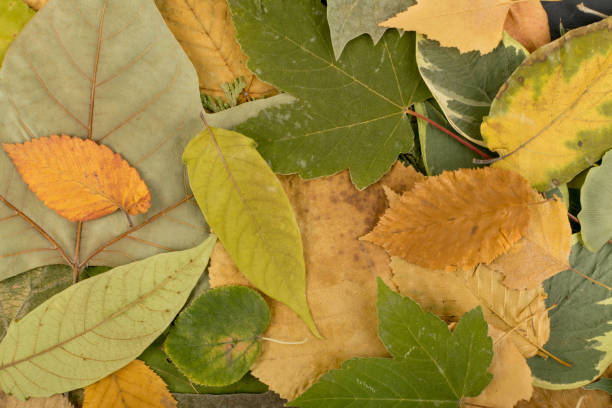 istock Flat Dried Leaves or Forest Floor in Camouflage Colors 1140756852